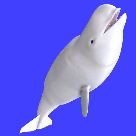 whitle female beluga whale.の写真素材