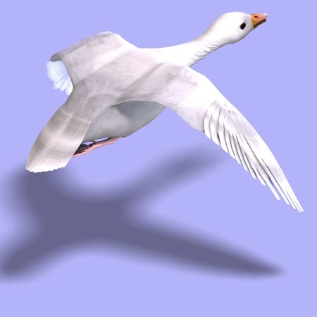 3D rendering of a flying snow gooseの写真素材