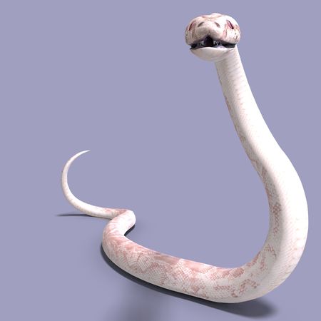 3D rendering of a white ball python の写真素材