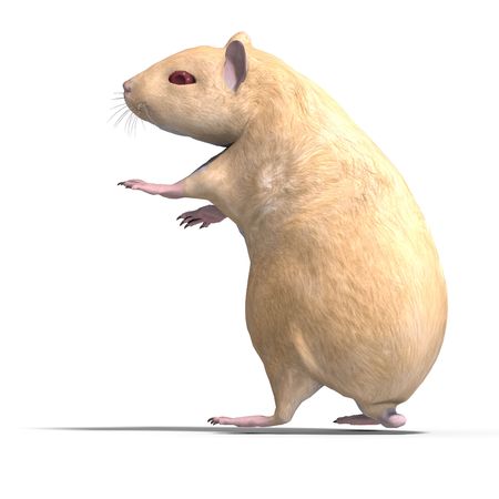 3D rendering of a sweet hamster with clipping path and shadow over whiteの写真素材