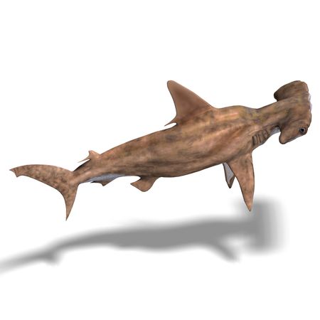3D rendering of a hammerhead shark with clipping path and shadow over whiteの写真素材