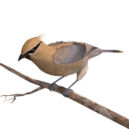 Cedar Waxwing. 3D rendering with shadow over whiteの写真素材