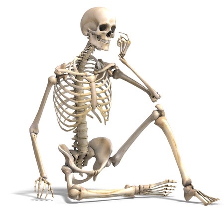 anatomical correct male skeleton の写真素材