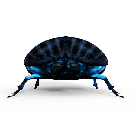 3d-illustration of an isolated animal insect scarabeus