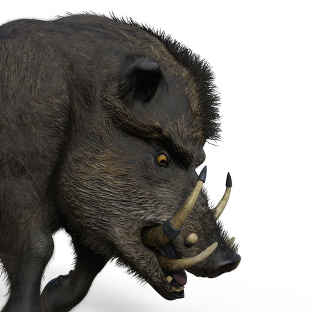 3d-illustration of an isolated battle boar animal really wild and dangerousの写真素材