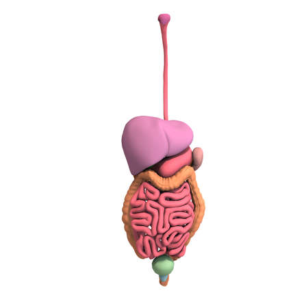 3D-illustration of the organs and colon of a male body