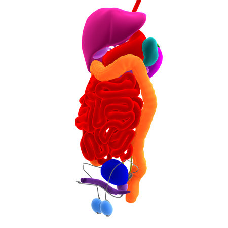3D-illustration of the organs and colon of a male bodyの写真素材