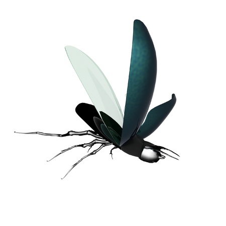 beetleの写真素材