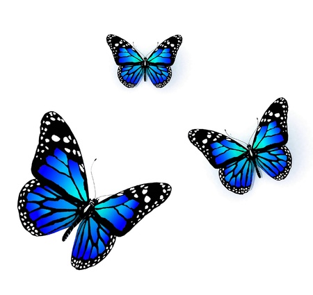 Three butterflies of blue color on a white backgroundの写真素材