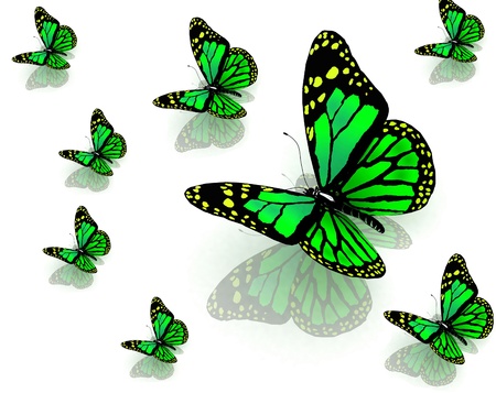 The butterflies of green color の写真素材
