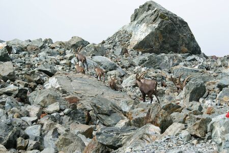 Group of steinbocks in the mountains in Piedmont, Italyの写真素材