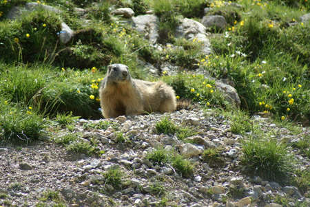 Cute groundhog looking around in a mountain fieldの写真素材