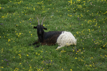 A black and white Valais Blackneck goat sitting on the grass in Aosta Valley, Italyの写真素材