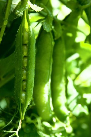 pea