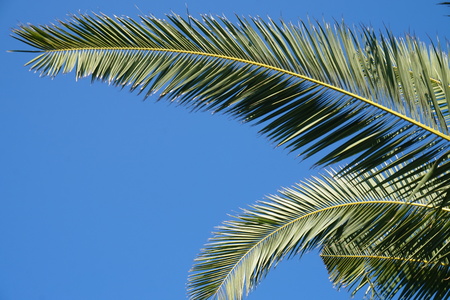 Palm treeの写真素材