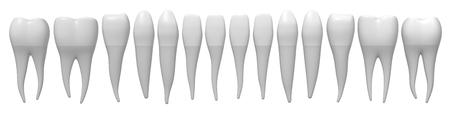 3D healthy human teeth