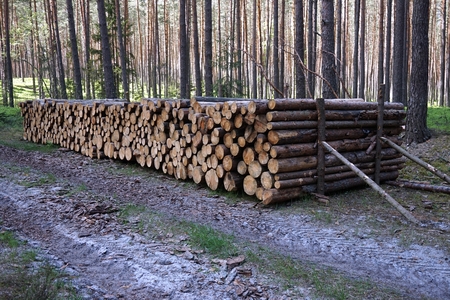 Chopped wood in forest