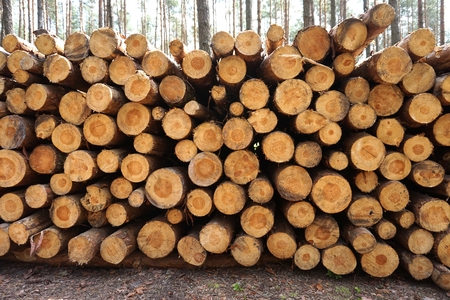 Wood in forest