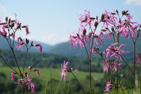 Violet flowersの写真素材