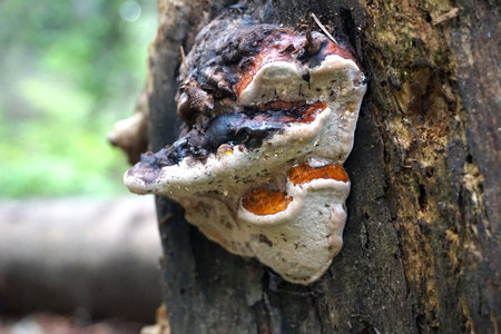 Bracket fungus closeup photo