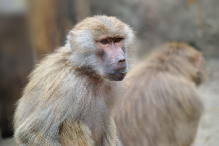 Chimpanzeeの写真素材