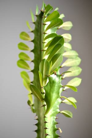 Cactus plantの写真素材