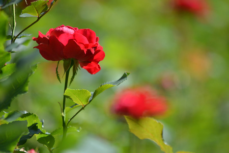 Red roses, defocused backgroundの写真素材