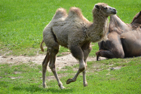 Camel running on a grassの写真素材