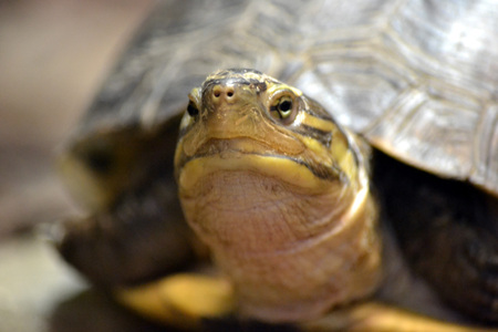 Tortoise/ turtle - selective focusの写真素材