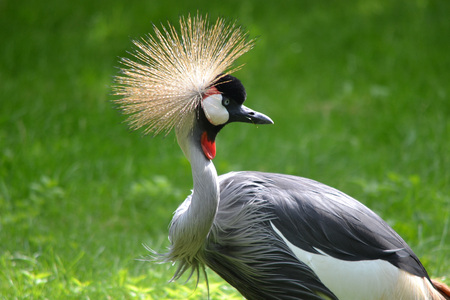 Crane bird standing on grassの写真素材