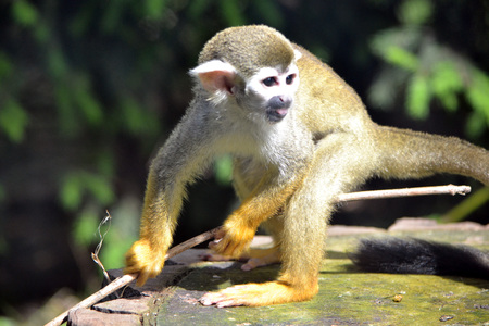 Capuchin monkey with a stick