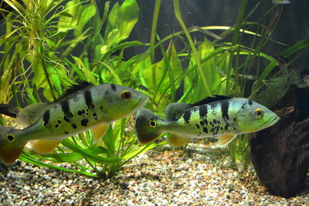 Two mouthbrooder fish