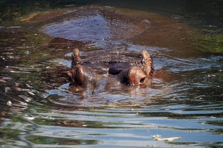 Hippopotamus/ hippo swimming - visible headの写真素材