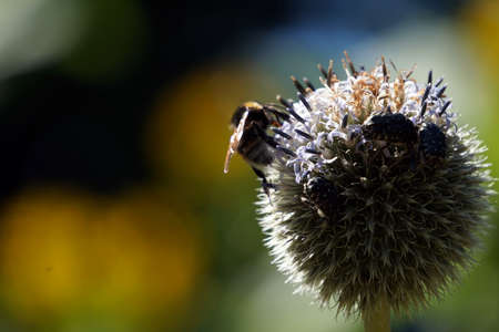 White, round allium flower with bee