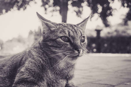 Domestic cat - close-up photograph