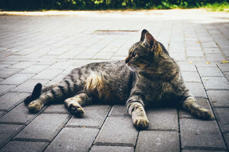Domestic cat laying on a groundの写真素材