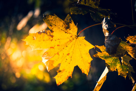 Branch with orange and yellow leaves - fall foliage