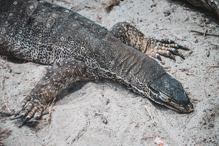 Black lizard on sandの写真素材