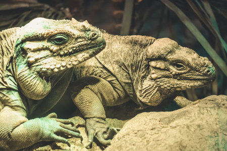 Two iguana lizards - closeup photographの写真素材