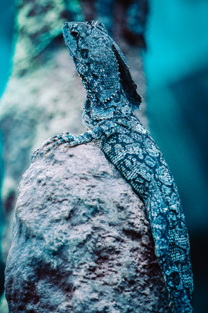 Iguana lizard climbing on a rock