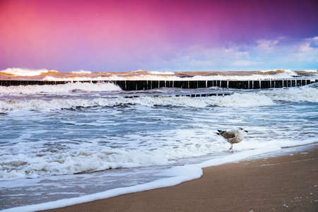 Seagull on a beach, waves in backgroundの写真素材