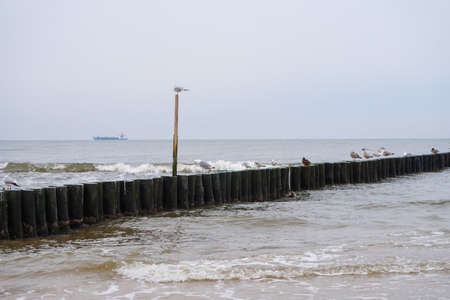 Wooden groyne with seagulls on a seaの写真素材
