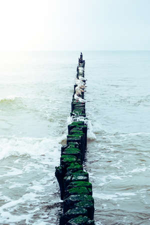 Seagulls sitting on wooden groyne on shoreの写真素材