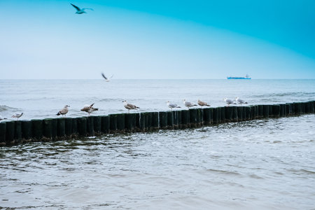 Seagulls sitting and flying around wooden groyne on shoreの写真素材