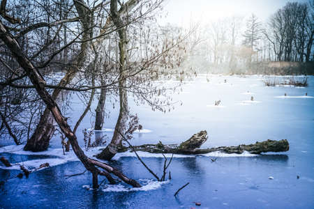 Frozen swamp in winter, Kolobrzeg Podczele, Poland