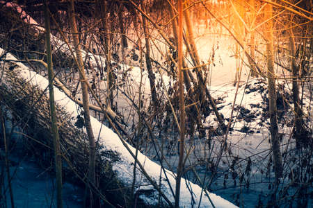 Frozen swamp in winter, Kolobrzeg Podczele, Poland