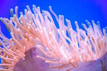 Coral reef in aquarium - cnidariaの写真素材