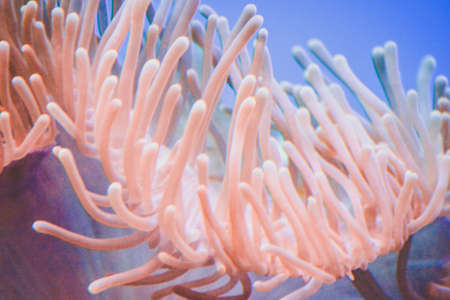 Coral reef in aquarium - cnidaria