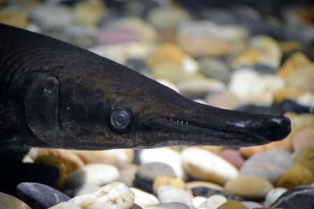 Channa argus fish - close-up on headの写真素材