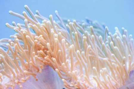 Coral reef in aquarium - cnidaria